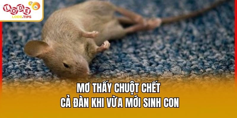 Mơ thấy chuột chết cả đàn khi vừa mới sinh con