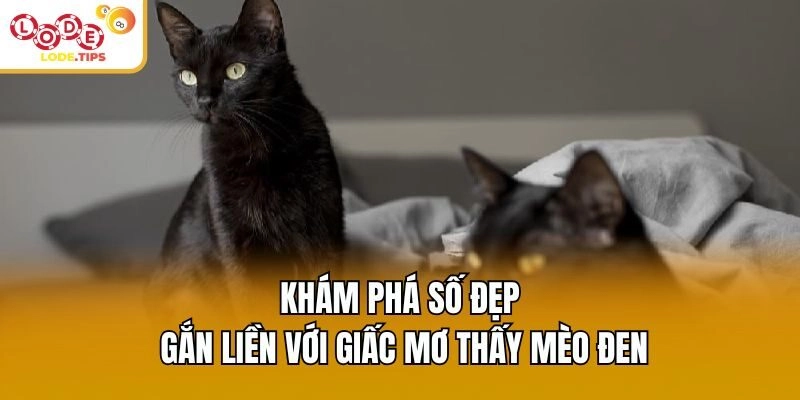 Khám phá số đẹp gắn liền với giấc mơ thấy mèo đen