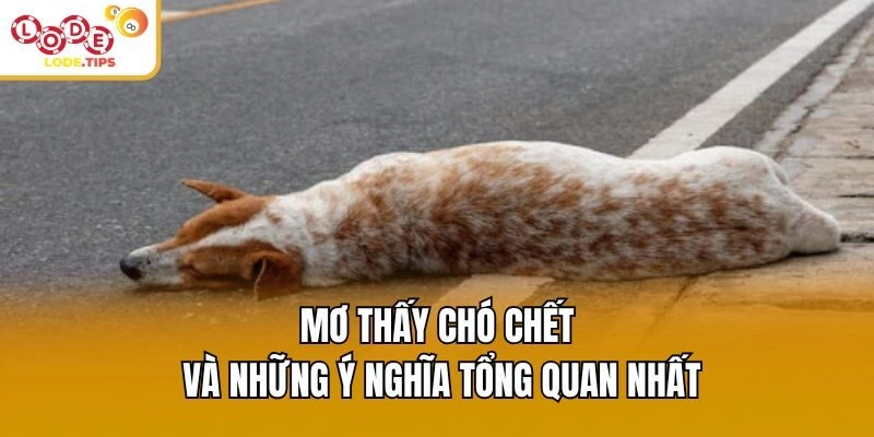 Mơ thấy chó chết và những ý nghĩa tổng quan nhất